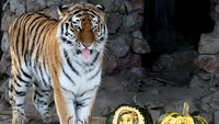 Seekor harimau bernama Yunona mencoba memprediksi calon presiden Amerika Serikat antara Hillary Clinton dan Donald Trump di Kebun Binatang Royev Ruchey di Krasnoyarsk, Siberia, Senin (7/11/2016). REUTERS/Ilya Naymushin.