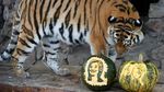 Seekor Harimau di Siberia Prediksi Calon Presiden AS