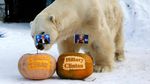 Seekor Harimau di Siberia Prediksi Calon Presiden AS