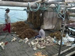 Yuk, Belajar Tambak Rumput Laut di Wakatobi