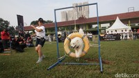 Seekor anjing ikut serta dalam Purina Pro Plan Boot Camp belum lama ini di Senayan, Jakarta.