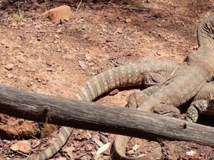 Biawak Langka Ditemukan di Dekat Pusat Kota Canberra
