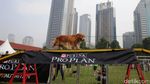 Intip Keseruan Bermain Sambil Melatih Ketangkasan Anjing