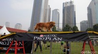 Diharapkan melalui acara ini sejumlah hewan peliharaan dapat lebih tangkas.
