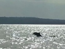 Ada Banyak Jenis Lumba-lumba di Indonesia, Salah Satunya Endemik Kalimantan