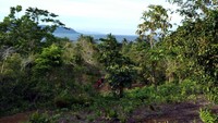 Untuk mengamati Burung Cenderawasih, traveler perlu trekking melewati jalan setapak, hutan dan kebun warga. Siapkan sepatu dan pakaian yang nyaman, serta tidak lupa air minum dan obat oles anti nyamuk, jaga-jaga bila digigit nyamuk di dalam hutan (Sukma/detikTravel)