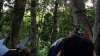 Cukup susah untuk mengamati Cenderawasih karena letak sarangnya terletak di atas pohon. Usahakan jangan banyak bersuara, atau gaduh karena mereka akan kaget dan terbang menjauh (Sukma/detikTravel)