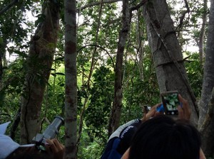 Bertemu Burung Surga di Raja Ampat, Ada Caranya!