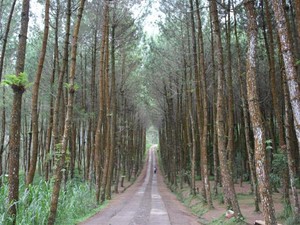 2 Juta Ha Hutan Produksi Telantar, KLHK akan Cabut Izin Kelolanya