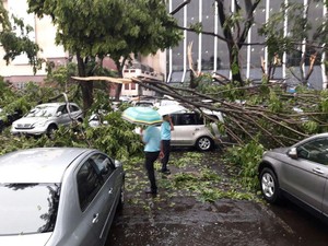 Pohon Tumbang di Depan Plaza Senayan, Beberapa Mobil Tertimpa