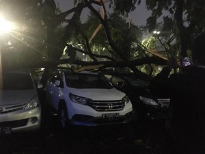 Pohon Tumbang yang Timpa Puluhan Mobil di Panin Bank Senayan Dipotong Manual
