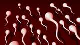 Mungkinkah Sperma Habis Jika Sering Dikeluarkan?