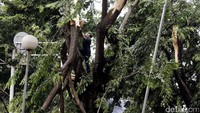 Saat ini petugas masih memotong batang pohon yang menimpa mobil.