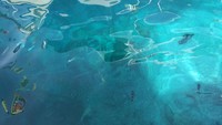 Foto: Kalau tak mau snorkeling, sekadar duduk di dermaga pun terkadang ikan-ikan cantik serta koral sudah terlihat, saking jernihnya air di sini (Sukma/detikTravel)