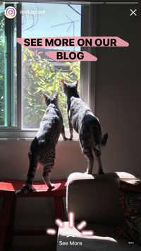 Makin Seru, Instagram Stories Terintegrasi Boomerang