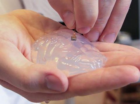 Manfaatkan Wi-fi, Ilmuwan Sukses Pulihkan Gerakan Monyet yang Lumpuh