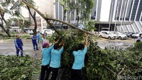 Sejumlah petugas memotong batang pohon yang tumbang.