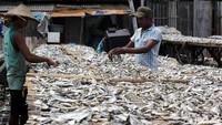Dua orang pekerja menjemur ikan asin.