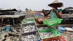 Melihat Proses Pengeringan Ikan Asin di Muara Baru