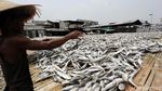 Melihat Proses Pengeringan Ikan Asin di Muara Baru