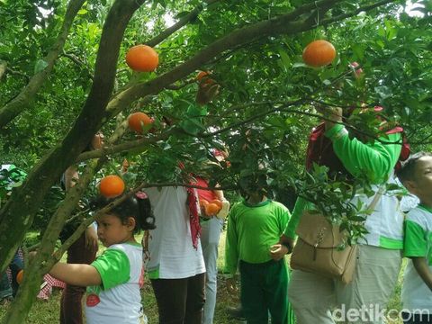 Anak Doyan Makan Buah dan Sayur Bisa Dididik Sejak MPASI 