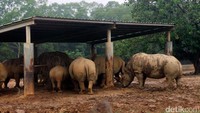 Foto: Bersafari naik kereta uap Nairobi Express tentu saja membawa sensasi tersendiri. Dari atas kereta, traveler bisa melihat aneka satwa seperti Badak Afrika ini dari jarak yang cukup dekat (Wahyu/detikTravel)