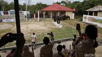 Mereka juga menyaksikan berbagai atraksi oleh para gajah.