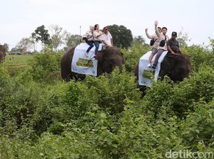 Wisata Tunggang Gajah DIlarang, Inpres Gajah Kalimantan-Sumatera Diterbitkan