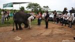Risers Datsun Naik Gajah di Way Kambas