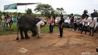 Saat tiba, mereka dikalungi rangkaian bunga oleh gajah.