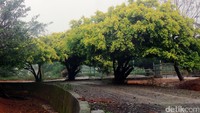 Foto: Sayang cuaca hari itu hujan gerimis dan sangat tidak bersahabat untuk bisa menikmati suasana Leofoo Village Theme Park dengan segala wahana permainan serunya. Waktu berkunjung pun terpaksa kami sudahi meski belum mencoba satupun wahana permainan di sana (Wahyu/detikTravel)