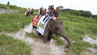 Risers yang mengikuti Datsun Risers Expedition (DRE) naik gajah di Taman Konservasi Gajah Way Kambas.