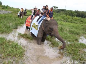 Tak Ada Lagi Tunggang Gajah dan Gajah Main Bola di Way Kambas
