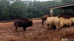 Taman Safari Ala Taiwan, Seperti Ini Penampakannya