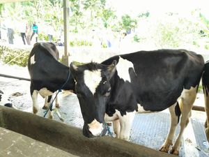 Mentan Segera Keluarkan Aturan Harga Susu Peternak ke Pabrik
