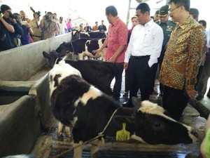 Kejar Swasembada Daging, Mentan Bidik 3 Juta Ekor Sapi Bunting di 2016