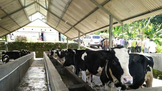 Mentan Blusukan ke Lereng Gunung Salak, Tinjau Pembuntingan Sapi
