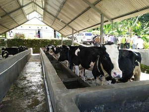 Tak Wajibkan Industri Serap Susu Lokal, Ini Alasan Kementan