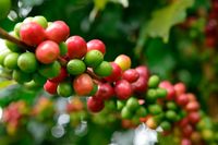 Sedang Digemari Banyak Orang, Ini Manfaat Konsumsi Green Coffee Bagi Tubuh