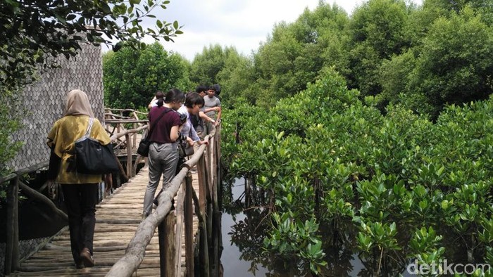 mangrove