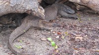 Komodo berkembang biak dengan bertelur. Sekali bertelur, dapat mencapai 15 butir telur tapi tidak semuanya menetas. Butuh waktu 9 bulan untuk menetas dan komodo yang baru lahir akan langsung naik ke atas pohon (Afif/detikTravel)