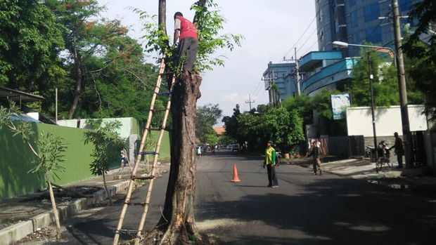 Polisi Pasang Separator di Pohon 'Maut' di Jalan Setail