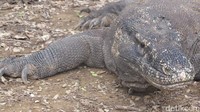 Kuku dan buntut komodo juga berbahaya. Namun biasanya, dua senjata itu hanya digunakan saat komodo bertarung di musim kawin untuk memperebutkan betina (Afif/detikTravel)