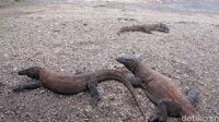 TN Komodo Rencananya Ditutup 1 Tahun, Ini Kata Pengamat Pariwisata