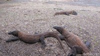Untuk membedakan komodo jantan dan betina, lihatlah ukuran badannya. Komodo jantan punya ukuran badan yang lebih besar dari yang betina (Afif/detikTravel)