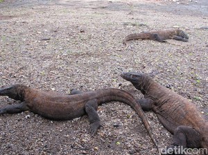 Baru Menetas, Komodo Tidak Langsung Makan Rusa