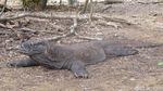 Penampakan Si Naga Purba dari Dekat