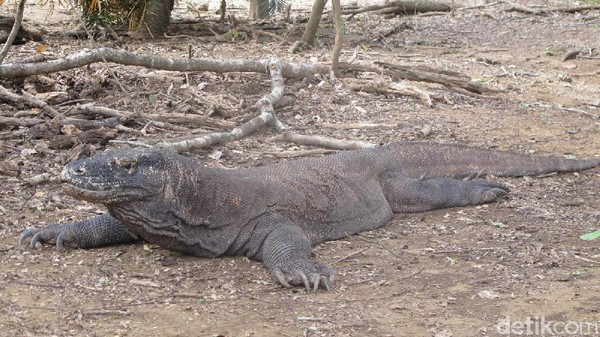 Komodo punya panjang dapat mencapai 2-3 meter dengan berat 70 kg. Tak ayal mereka dijuluki, Si Naga Purba karena tampilannya yang berbeda dari kadal-kadal lainnya (Afif/detikTravel)