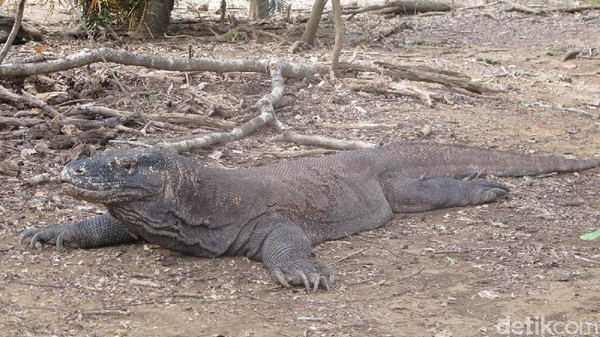 Komodo punya panjang dapat mencapai 2-3 meter dengan berat 70 kg. Tak ayal mereka dijuluki, Si Naga Purba karena tampilannya yang berbeda dari kadal-kadal lainnya (Afif/detikTravel) Komodo punya panjang dapat mencapai 2-3 meter dengan berat 70 kg. Tak ayal mereka dijuluki, Si Naga Purba karena tampilannya yang berbeda dari kadal-kadal lainnya (Afif/detikTravel)