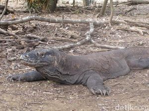 Gara-gara Perburuan Rusa, Haruskah TN Komodo Sampai Ditutup?